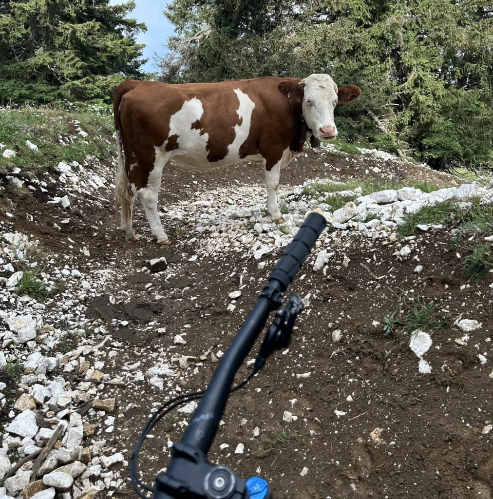 Cow on trail at Semnoz bike park